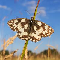 Marbled White wideangle 2 